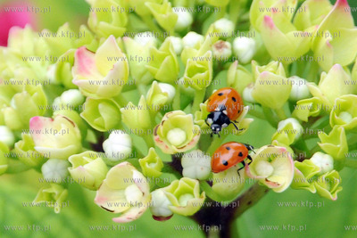 Tysiace biedronek pojawilo na plazy i okolicach Grand...