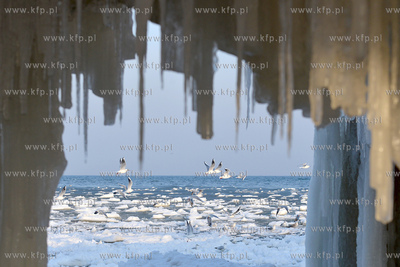 Gdynia Orlowo w zimowej szacie. Oblodzone filary orlowskiego...
