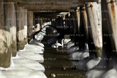 Sopot. Zatoka Gdańska zaczyna zamarzać.
31.01.2012
fot....