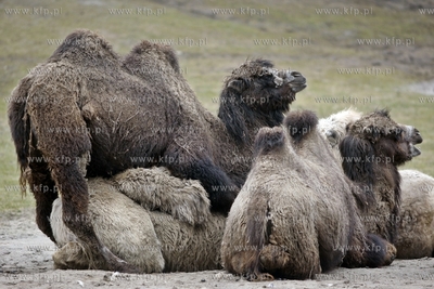 Gdansk. Oliwskie zoo. Nz wielblad dwugarbny.
14.04.2013
fot....