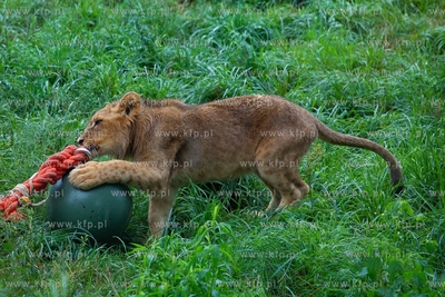 Międzynarodowy Dzień Lwa w gdańskim ZOO. 10.08.2018...