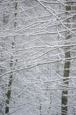 Sniezny zimowy dzien nad jeziorem Otominskim.
21.01.2016
fot....
