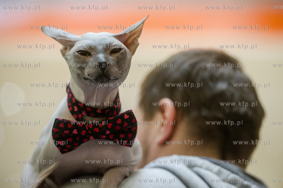 Gdansk. Wrzeszcz. Dzien Kota w CH Galeria Baltycka.
21.02.2016
fot....