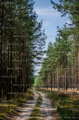 Powiat Koscierski. Sciezka lesna.
04.08.2015
fot....