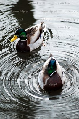 Kaczki dwie.
27.03.2007
fot. Andrzej J. Gojke / KFP