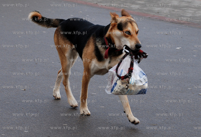 Pies najlepszym przyjacielem człowieka, nawet na zakupach.
23.11.2007
Fot....