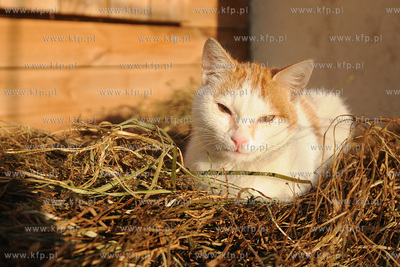Kot 27.12.2008 Fot. Andrzej J. Gojke / KFP