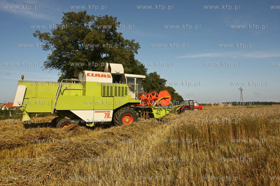 Chwaszczyno. Pierwszy tydzien zniw.  07.08.2009  fot....