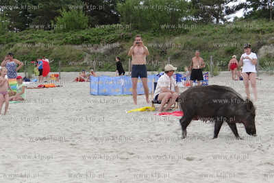 Krynica Morska. Dzik odwiedzil plaze, aby pozywic sie...