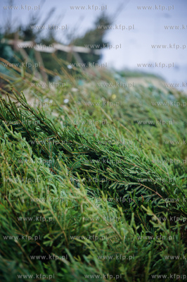 Gdansk. Sprzedaz choinek na osiedlu Chelm. 
23.12.2011
fot....