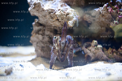 Akwarium Gdynskie Morskiego Instytutu Rybackiego -...