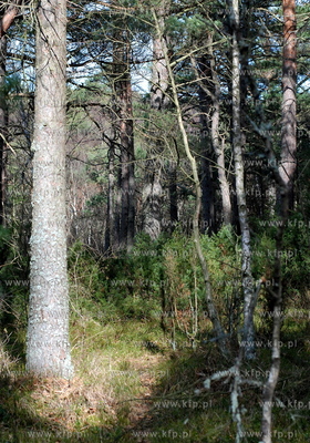 Miejscowosc Ulinia w gminie Wicko. Nz. Wiosna w lesie...