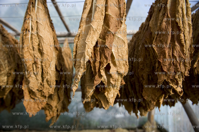 Polskie Stwolno woj. kujawsko-pomorskie  Nz. Gospodarstwo...