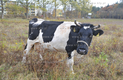 Miejskie pastwisko. Krowy pasace sie w Gdansku Kokoszkach...