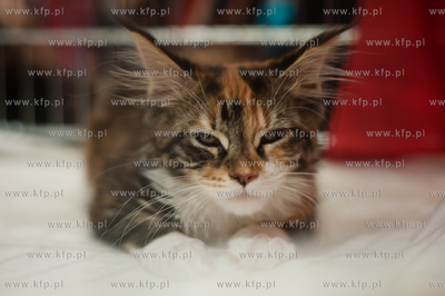 Gdansk. Galeria Baltycka. Obchody swiatowego dnia kota....