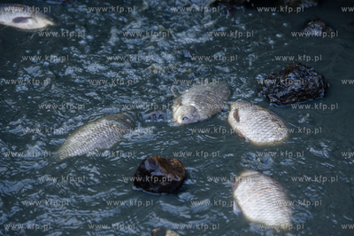 Gdansk. Pracowinicy Gdanskich melioracji oproznili...