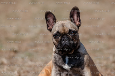 Sopot. Hipodrom. Miedzynarodowa Wystawa Psow Rasowych.
23.08.2015
fot....