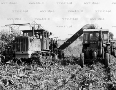 Zbior kukurydzy na Zulawach. 
1962
z0006449
Fot....