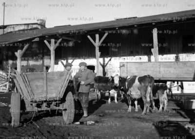 Rozmowa pracowników PGR. (lata60)
1960
0005241z
Fot....