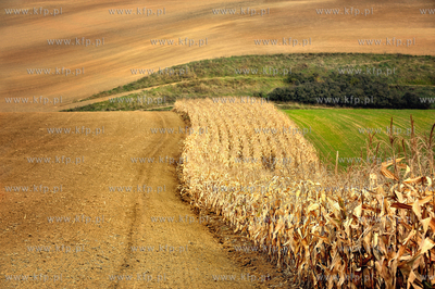 Morawy. Czechy. Okolice miejscowosci Kijev. Nz. pola...