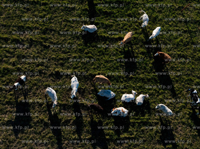 Wypas krow na polskich lakach. NZ laki i stado w okolicy...