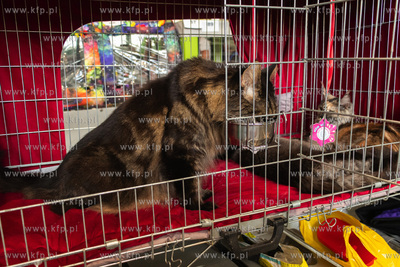 Międzynarodowa wystawa kotów rasowych "Koty na Hawajach"...