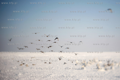 Sopot. Zamarznieta Zatoka Gdanska.
23.02.2011
fot....