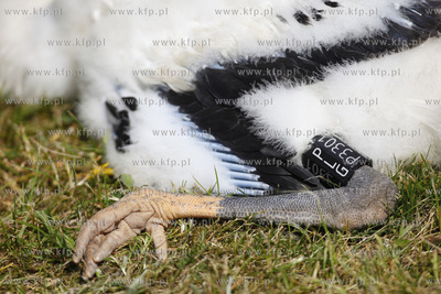 Kowale. Obraczkowanie bocianow bialych. Akcja odbywa...