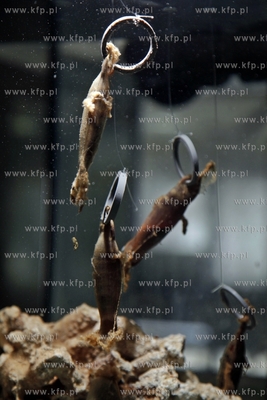 Akwarium Gdynskie. Jaja rekina.
14.05.2013
fot. Krzysztof...