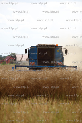 Zniwa na Zulawach Gdanskich.
01.08.2014
fot. Krzysztof...