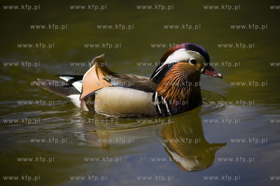 Sopot. Staw Nowowiejskiego, czyli tzw. Morskie Oko.
22.05.2017
fot....