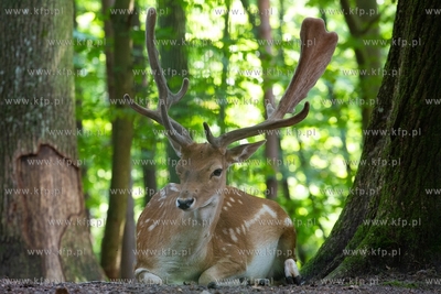 Gdańsk. Zoo w Oliwie. Upał w Zoo. Nz. Daniel 02.08.2018....
