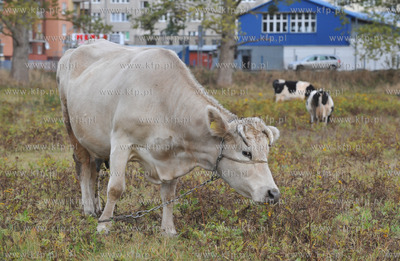 Miejskie pastwisko. Krowy pasace sie w Gdansku Kokoszkach...