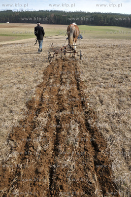 Wiosenne prace rolne przy uzyciu konia w Sulminie na...