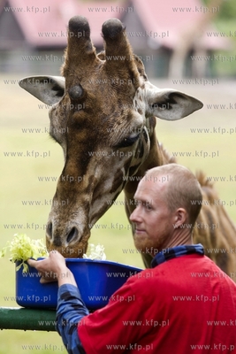 Gdańskie Zoo. Karmienie żyraf specjalnym tortem z...