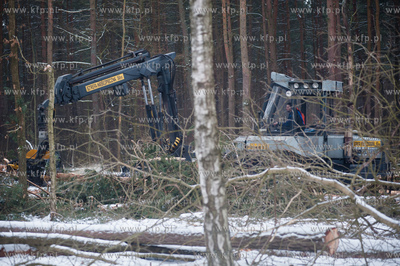 Gdansk. Rebiechowo. Wycinka drzew pod budowe Pomorskiej...