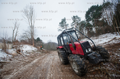 Gdansk. Oliwa. Wycinka drzew pod budowe Pomorskiej...