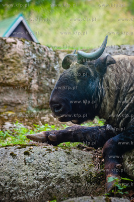 Gdansk. Oliwskie zoo.
Nz Takin
14.05.2013
fot. Mateusz...
