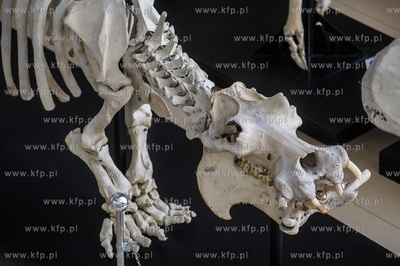 Uniwersytet Gdanski. Wydzial Biologii. Ekspozycja szkieletow...