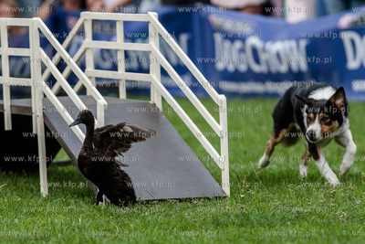 Sopot. Łazienki Połnocne. Zawody Latających Psów.
Nz...