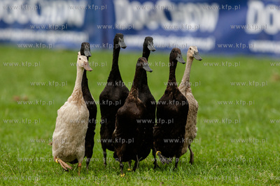Sopot. Łazienki Połnocne. Zawody Latających Psów.
Nz...