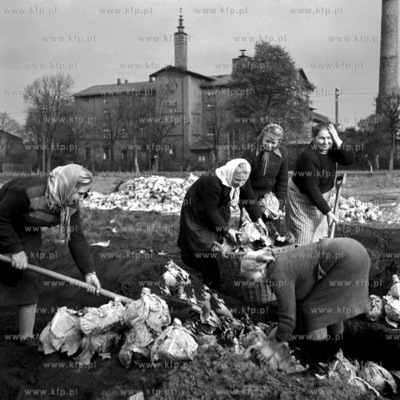 Kopcowanie kapusty. (lata60). 1960 0007960z Fot. Zbigniew...