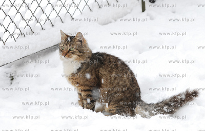 Gdanski pilotazowy program pomocy wolnobytujacym kotom...