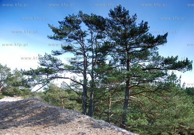 Miejscowosc Ulinia w gminie Wicko. Nz. Wydmy 30.03.2008...