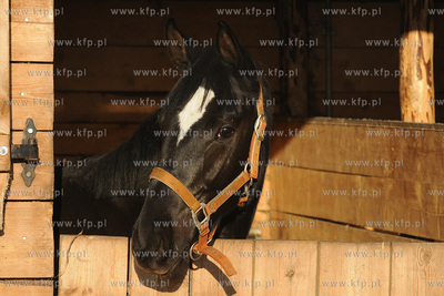 Kon
27.12.2008
Fot. Andrzej J. Gojke / KFP