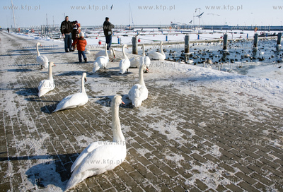 W związku z silnymi mrozami władze Gdyni zwróciły...