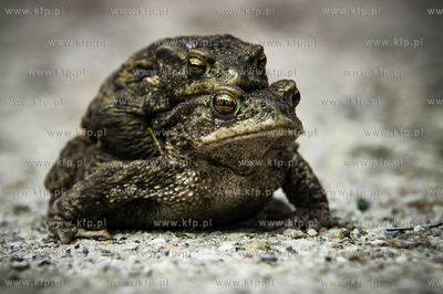 Ropucha szara, ropucha zwyczajna (Bufo bufo), gatunek...