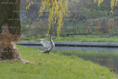 Starogard Gdański,Park Miejski.05.11.2019Fot. Krzysztof...