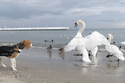 Zima w Gdyni. Plaża Miejska.31.01.2021 Fot. Anna...