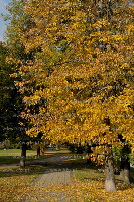 Gdansk. Ul. Karpa nad kanalem Raduni.16.10.2013 Fot....